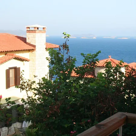 Olea Nova